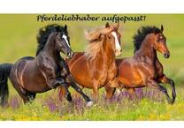 Exklusives Anwesen in Traumlage für Pferdeliebhaber am Rande des Naturschutzgebietes der Haard !!!