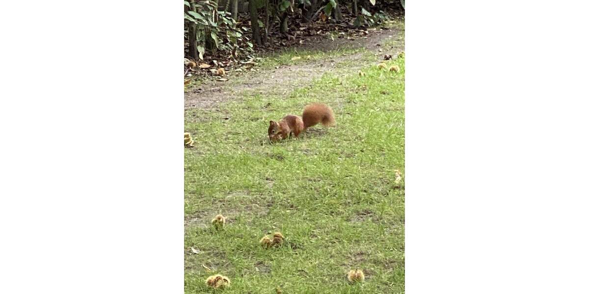 Wohnen und Arbeiten: Stilvolles Mehrfamilien- und Geschäftshaus mit großem Garten. 1 zimmer