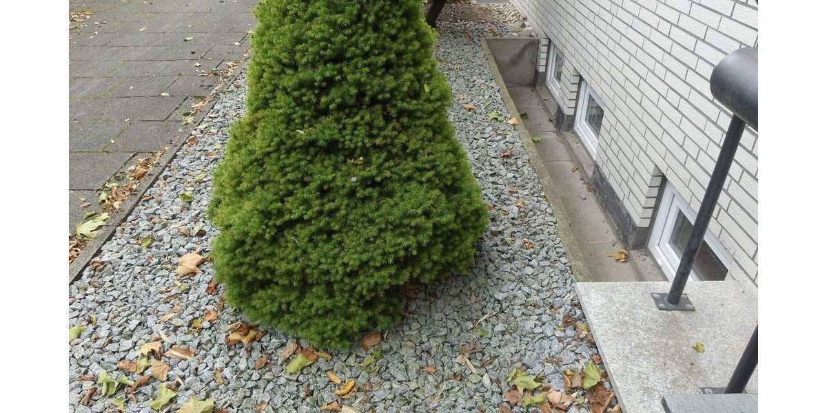 Reihenmittelhaus Gelsenkirchen Horst - 4 Zimmer, 113 m&sup2;, 260.000&euro; | Angebot:25037867