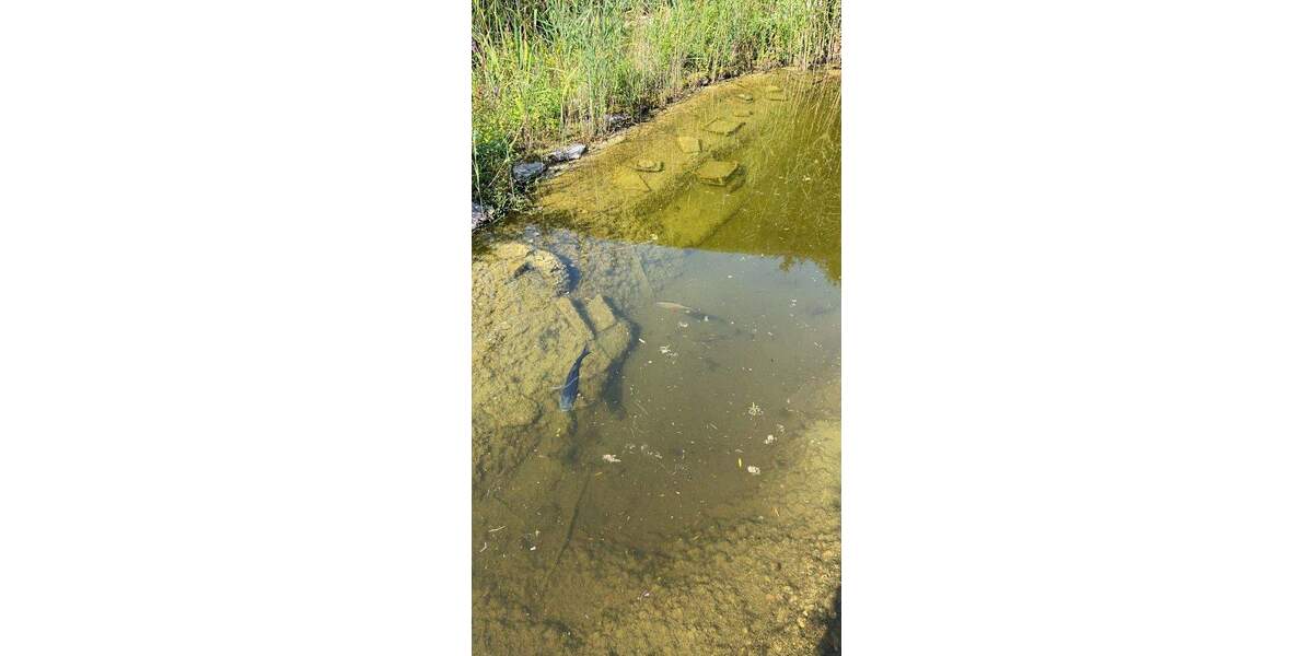 Wohnen und Arbeiten: Stilvolles Mehrfamilien- und Geschäftshaus mit großem Garten. 1 zimmer